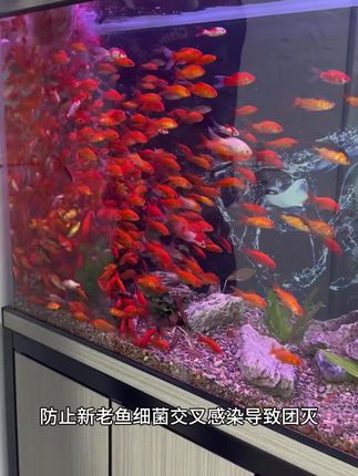只要是家里#养鱼 的,一定要常备亚甲基蓝,有了它养鱼就简单多了 #新手养鱼 #亚甲基蓝