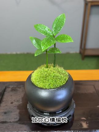 家里有脾气不好的一定要养一盆四叶草 #花卉绿植 #盆栽 #室内盆栽
