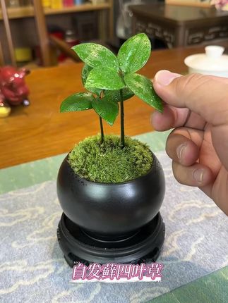 家里有月卑气不好的吗,快来养一盆这样的四叶草吧 #花卉绿植 #净化空气 #植物 #室内盆栽 #盆栽