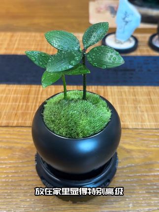 家里什么都不摆也要摆上一盆四叶草 #花卉绿植 #净化空气 #植物 #室内盆栽 #盆栽#驱蚊绿植