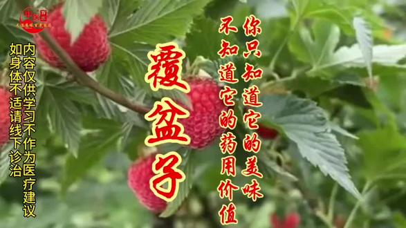 尿频夜尿别硬扛!药典收录的覆盆子,和你吃的树莓不一样 #中医养生 #肾虚 #尿频 #覆盆子 尿频夜尿别硬扛!药典收录的覆盆子,和你吃的树莓不一样
这种野果是我们小时候的最爱,它那甘甜而微酸的美味是其它水果无法比拟的。除了美味,它还有着你不知道的药用价值。是不是一到晚上就频繁起夜,是不是总觉得腰酸腿软,干点活就累得慌?还有的朋友被遗精滑精的问题困扰,特别影响生活状态?今天咱们聊的这个宝贝,不是超市里卖的普通树莓,而是被《中国药典》盖章认证的正经中药——覆盆子!
《名医别录》里写得明明白白:覆盆子“主益气轻身,令发不白”;《本草纲目》更是直接点出核心功效:“益肾,固精,缩尿,明目”!再看咱们现代《中国药典》的权威表述,覆盆子的功效就是益肾固精缩尿,养肝明目,主治遗精滑精,遗尿尿频,阳痿早泄,目暗昏花!