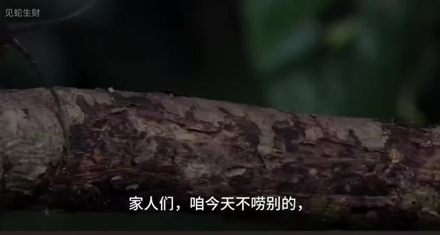 蜈蚣大战蝎子!谁才是雨林毒物之王#动物科普#动物世界