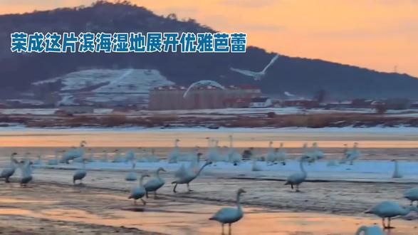 冬日荣成潟湖鎏金天鹅舞银的诗意栖居