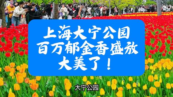 上海大宁公园,百万郁金香盛放!大美了! 上海大宁公园,百万郁金香盛放,大美!#郁金香花海 #大宁公园郁金香 #上海游玩打卡 #花海
