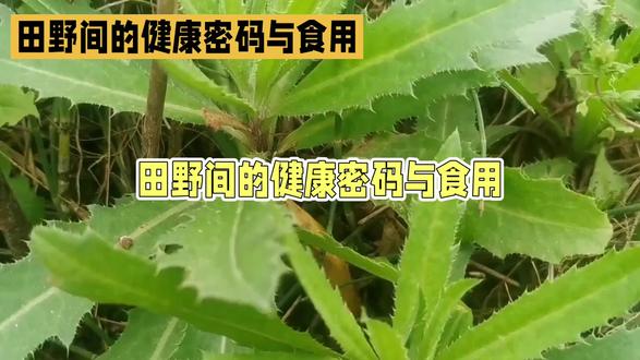 春日好时光 刺菜 #