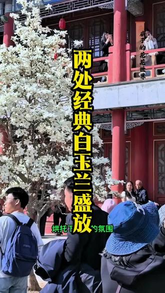 2026年3月22号北京两处经典白玉兰进入盛花期 2026年3月22号北京两处经典白玉兰进入盛花期,看看你更喜欢哪一处呢?1.北京大观园:地铁14号线「西铁营站」,D口出站,骑行共享单车1.3公里可达大观园西门,步行约20分钟。公交车62/122/474/200内/59/「大观园站」下车路北即是大观园正门【南门】。也可乘坐423路、59路等公交至大观园西门站下车,步行50米入园。白玉兰在公园湖北岸【省亲别墅】内后院大观楼前。
💰 成人票:40元/人。半价票:20元/人。公园年票及老年卡有效。2.天坛斋宫:在大观园南门路南公交乘坐90路公交20分钟到达【天坛西门站】。斋宫距离天坛公园西门最近。地铁8号线【天桥站】C口出是天坛公园西门。天坛公园旺季大门票15元,联票34元。(4月1号至10月31号)淡季大门票10元,联票28元。本地60岁以上凭北京通养老助残卡免费入园,外地游客60岁以上刷身份证免费入园。18岁以下凭证件免费入园。18岁以上凭学生证半价票。 开放时间:淡季(现在)8:00-17:00,旺季为8:00-18:00。每周一闭馆(法定节假日除外)。#北京#旅游#赏花#玉兰#天坛公园