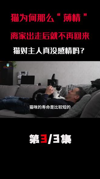 猫为何那么“薄情”,离家出走后就不再回来,猫对主人真没感情吗? #科普 #猫咪 #动物 #宠物