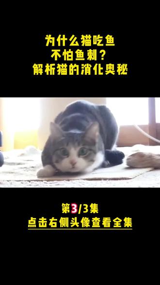 为什么猫吃鱼,不怕鱼刺?解析猫的消化奥秘(3) #猫吃鱼 #鱼刺