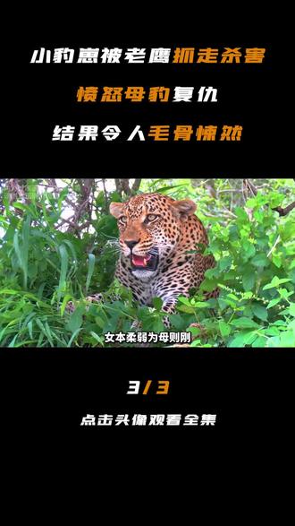小豹崽被老鹰抓走杀害,愤怒母豹复仇,结果令人毛骨悚然#豹子 #老鹰 #母爱 #自然 #故事 #保护动物
