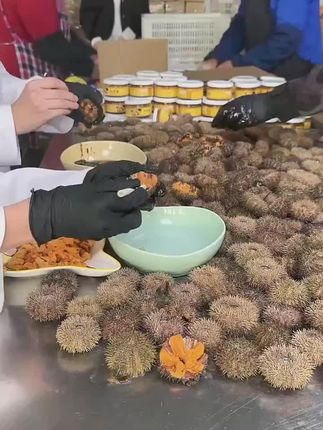工厂的每个人都很忙,有人摸鱼你能找出来嘛? 原材料都是师傅手工一个一个提取现捕现捞的海胆清理干净再经过传统工艺制作而成。负责快递包装的大姨也是一丝不苟的打包确保送到大家手上的包裹都是完好无损的。#记录创业生活 #源头好货 #老少皆宜 #下饭菜#健康饮食
