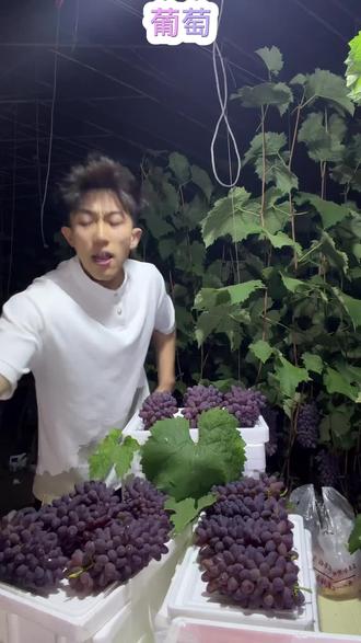 茉莉香葡萄锦州小帅自家葡萄现采现发!茉莉香葡萄 #茉莉香葡萄 #葡萄 #葡萄熟了 #水果 #葡萄种植
