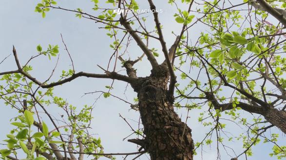 蚂蚁视角下的镜头 赶紧趁着春意去看看吧
#春暖花开奔你而来 #大疆 #赶紧趁着春 #西安 #四月