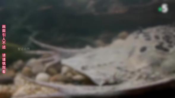 负子蟾:她的背,从未真正属于过自己 #负子蟾 #动物世界 #动物科普 #母爱