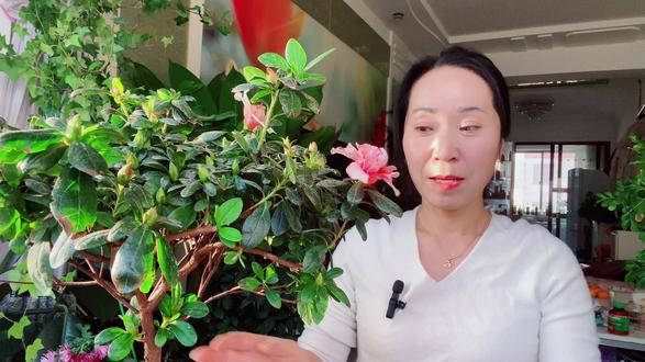 杜鹃花叶片得褐斑病,这样养护,恢复健康状态,生长旺盛!