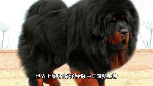 世界上最昂贵的8种狗,中国藏獒上榜