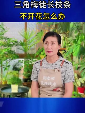 三角梅其实很贪吃,满足它的大胃口,就能常年爆花、一茬一茬开不断#三角梅 #三角梅养护