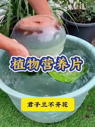 没时间施肥的你,只要在土里插一支再生液,平时浇水就能释放养分,让养花变得简单#养花小知识