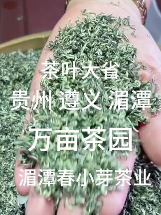 贵州毛尖绿茶2025新茶正宗明前春茶嫩芽花果香浓香耐泡型茶叶散装
