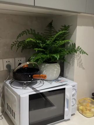 吉姆蕨网红植物盆栽绿植室内净化空气花卉水培蕨类观叶好养盆栽花
