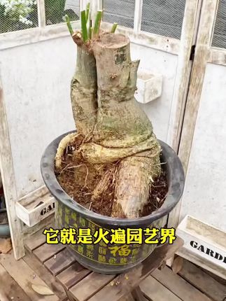 种植只会浇水,土壤就会板结,植物会慢慢走向衰败,不妨用它浇一浇,就能轻松救活枝繁叶茂开花满枝芽!