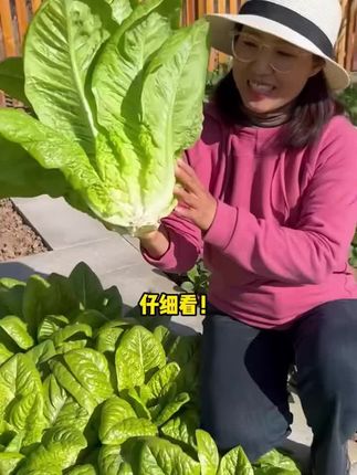 爱吃青菜不用买,推荐一款好吃又好种的孔雀菜,在家撒籽就能种#种植#种子#孔雀菜