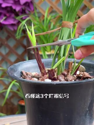 植物急救宝通用型鲜花绿植花卉盆栽防治解决烂根黄叶化水黑腐菌剂