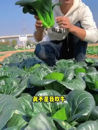 黑叶子的油菜,黑叶苏州青,肉厚梆脆#苏州青 #油菜 #三农 #在家种菜 #农村生活 #阳台种菜