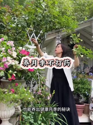 养月季真的很简单 半个月撒一次 枯草芽孢杆菌 月季无黑斑,白粉等病害 叶片干干净净。#养花
