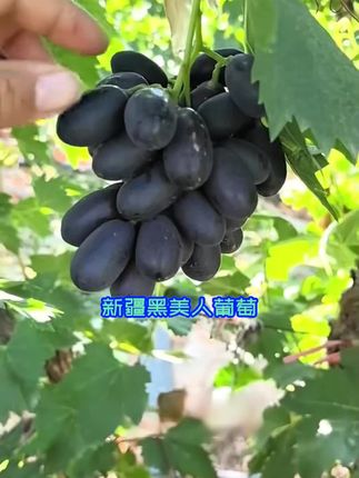 太太太好吃了把!正宗新疆黑美人葡萄甜翻味蕾,口感报纸脆嫩,快来下单尝尝吧!