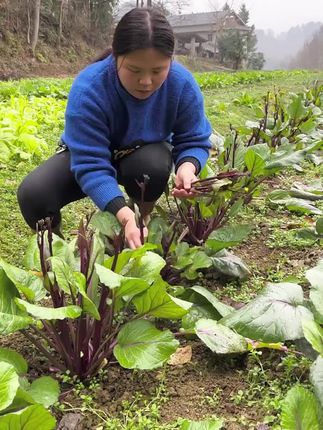 红菜苔种子,耐热耐寒,产量高,生长周期短!