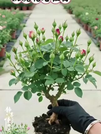 #玫瑰老桩 花期长,花量大,从春天开到秋天,在家种几颗,家里就多一片花海#庭院花卉 #月季 #玫瑰花