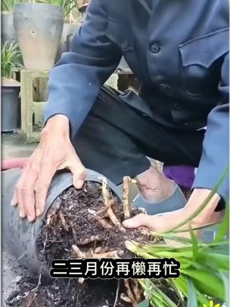 养兰花一定牢记这条口诀,你也是养兰花高手#兰花 #养护小知识 #种植小技巧 #种花 #施肥