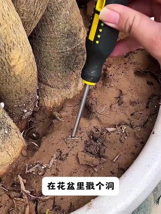 每盆花都插一下, 用不了多久花苞蹭蹭冒#养花#花卉绿植