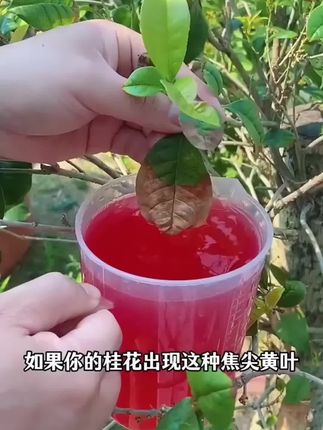 通用型植物营养它就是植物复活神器,促进黄叶变绿叶叶子绿油油,绿植花卉都可以试一试!