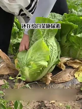 #白菜包芯#白菜种植 #白菜技术# 白菜种植看 过来