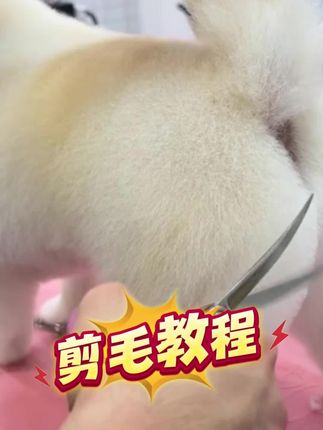 宠物美容狗狗剪刀剪毛工具专用修毛套装剪狗毛弯剪子泰迪剪毛神器