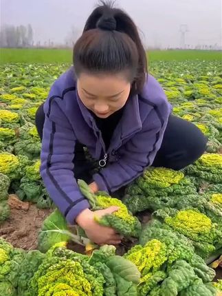 夏天冬天都可以种植的黄心乌塌菜,它营养丰富,种植简单还高产,不知道种菜种什么的,推荐你现在也试试吧