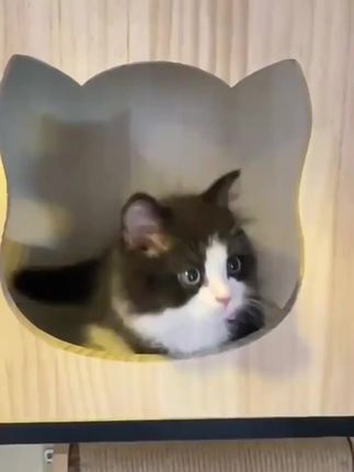 猫别墅阳台养猫神器猫屋家用室内猫窝猫厕一体猫柜防水透气猫笼子