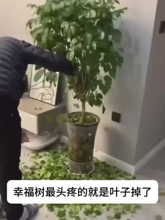 幸福树黄叶不生长,给它用这个再生剂很快枝繁叶茂爱开花!