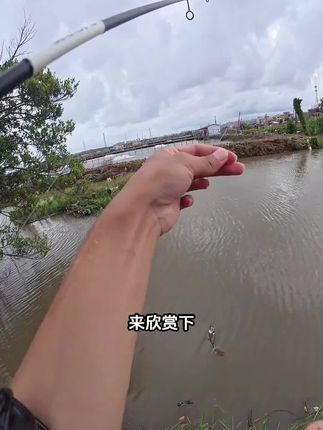 路亚界颜值王中王?“之子狗” 造型路亚饵,钓鱼都有回头率!
