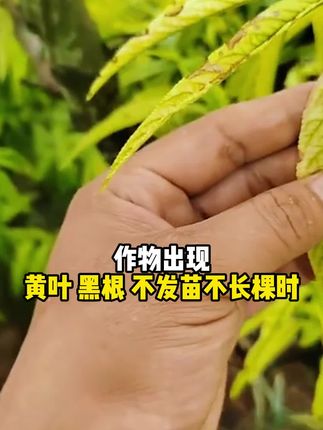 作物品质产量咋提升?农得宝抗重茬菌肥来助力,效果看得见!