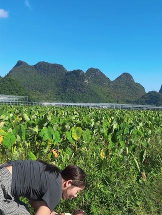 正宗新鲜荔浦芋头,每一个都是香软粉糯,产地发货,没吃过的哥哥姐姐赶紧试试看