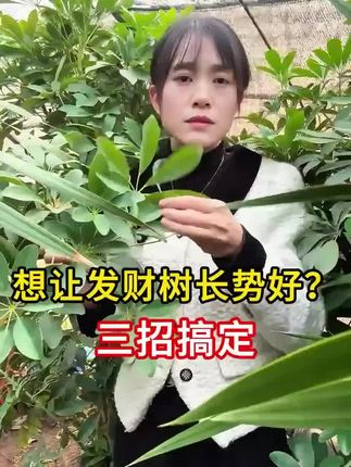沙漠玫瑰叶子皱巴巴怎么办?不要怕,叶生命帮你养好沙漠玫瑰