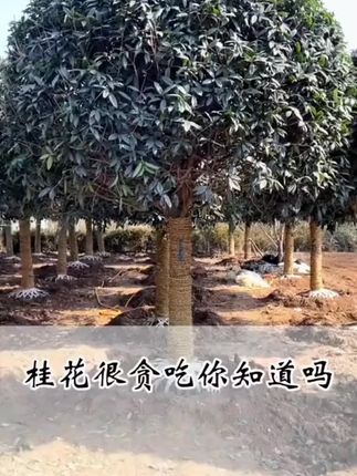 #桂花 很贪吃你知道吗?#桂花树 #家庭养花 #爱生活爱养花