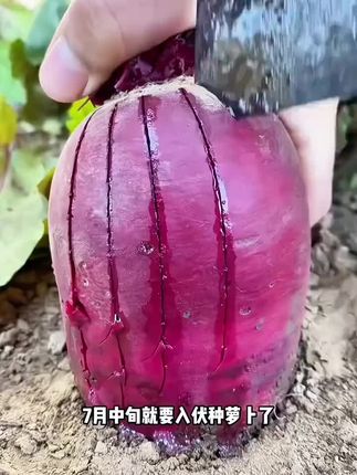 凤梨萝卜 口感爽脆多汁,入口清甜,听说很多人都没吃过