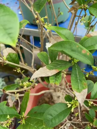 现在这个时间要抓紧时间给家里的 #花卉绿植 追施一波肥了#爱生活爱养花