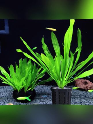 家用鱼缸水草定植篮造景装饰固根器水草泥沉底水草固定器