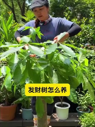 嫌施肥麻烦的你,往土里插一支再生剂,每次浇透水就自动释放营养,懒人养花也能枝繁叶茂 #养花小知识