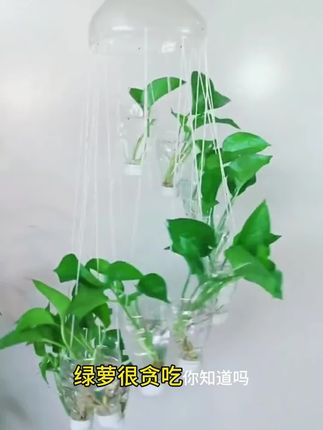 你家的绿萝叶片焦尖黄叶落叶烂根不生长,试试这个绿萝专用液吧!