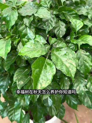 一个在室内养花的小技巧,不黄叶、不干叶,长得又快又好!#养花匠 #家庭养花